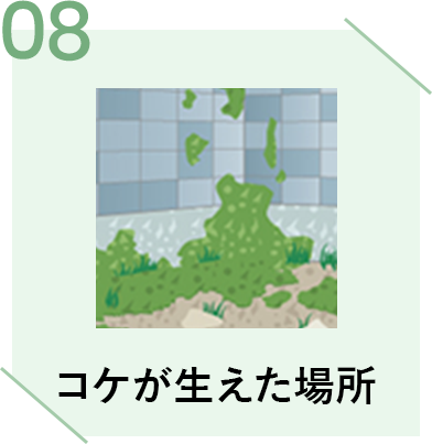 コケが生えた場所